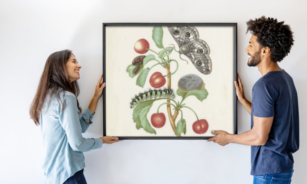 Maria Sibylla Merian (workshop of)