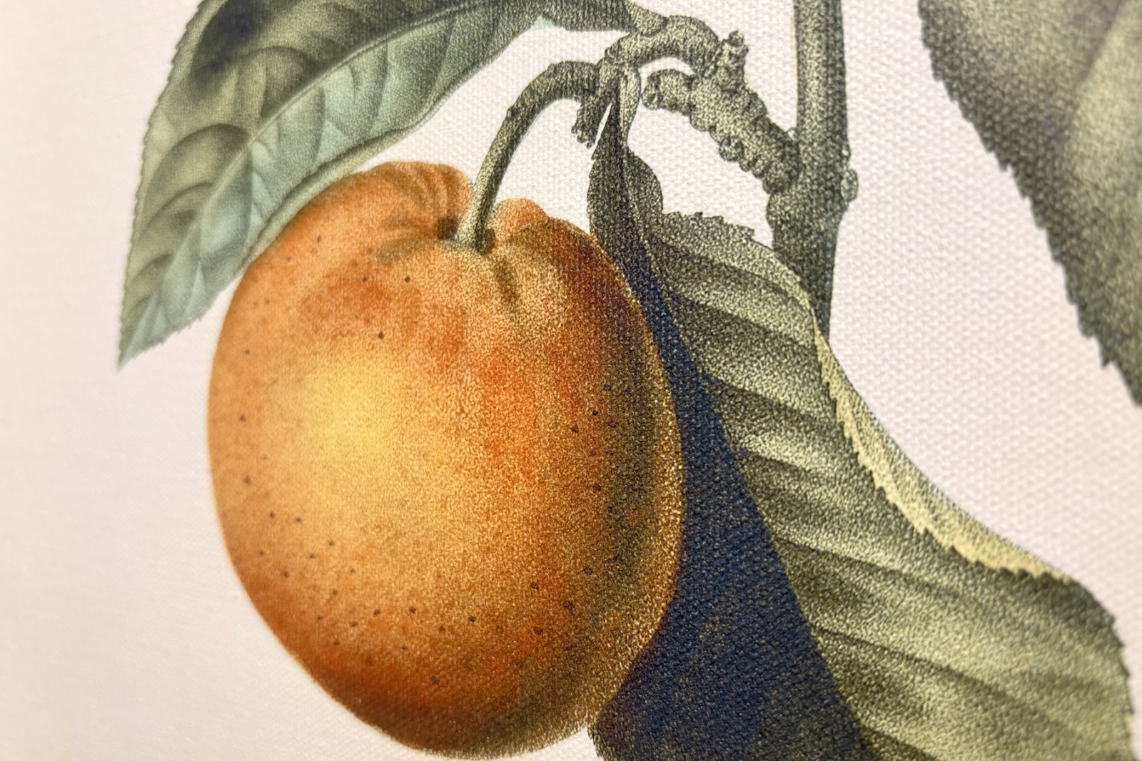 ビターオレンジ（Citrus aurantium）とスミレの果実（Pierre Joseph Redoute, 1759-1840年）。 - Pierre-Joseph Redouté