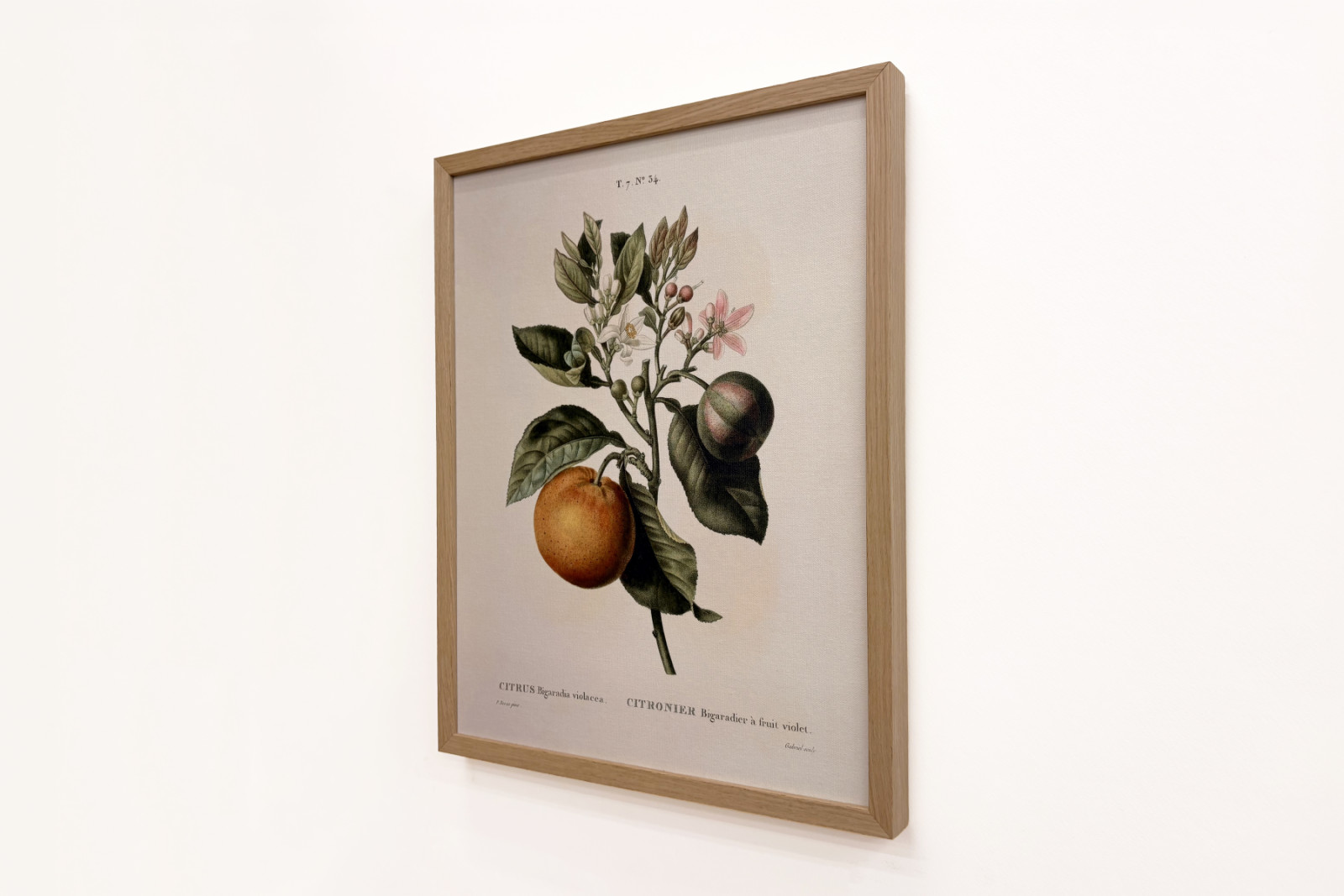 ビターオレンジ（Citrus aurantium）とスミレの果実（Pierre Joseph Redoute, 1759-1840年）。 - Pierre-Joseph Redouté