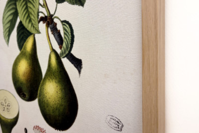 ポワリエ-「Nouveau Duhamel du Monceau ou traité des arbres et shrustes que le culture en France」の中で、P.J.RedouteとP.Bessaの図面に沿った数字、パリ