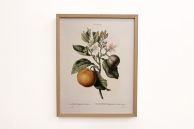ビターオレンジ（Citrus aurantium）とスミレの果実（Pierre Joseph Redoute, 1759-1840年）。