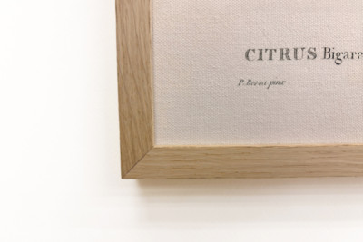 ビターオレンジ（Citrus aurantium）とスミレの果実（Pierre Joseph Redoute, 1759-1840年）。