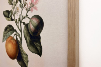 ビターオレンジ（Citrus aurantium）とスミレの果実（Pierre Joseph Redoute, 1759-1840年）。
