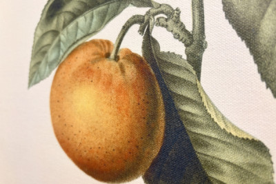 ビターオレンジ（Citrus aurantium）とスミレの果実（Pierre Joseph Redoute, 1759-1840年）。