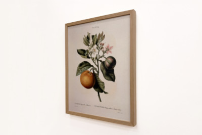 ビターオレンジ（Citrus aurantium）とスミレの果実（Pierre Joseph Redoute, 1759-1840年）。