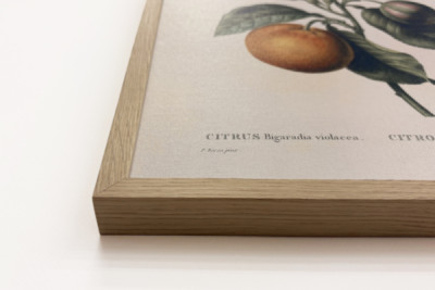 ビターオレンジ（Citrus aurantium）とスミレの果実（Pierre Joseph Redoute, 1759-1840年）。