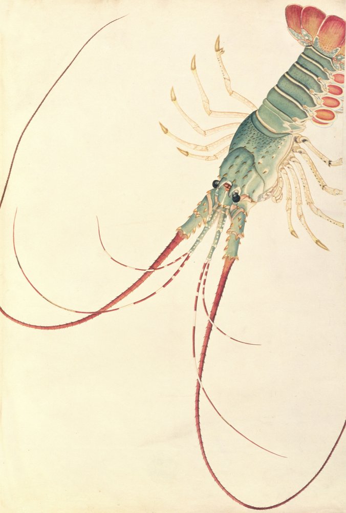 マラッカの動物、昆虫、爬虫類の絵からのOodang Katik la-ote、c.1805-18（紙とトイレとガッシュ） 作： 中国語学校