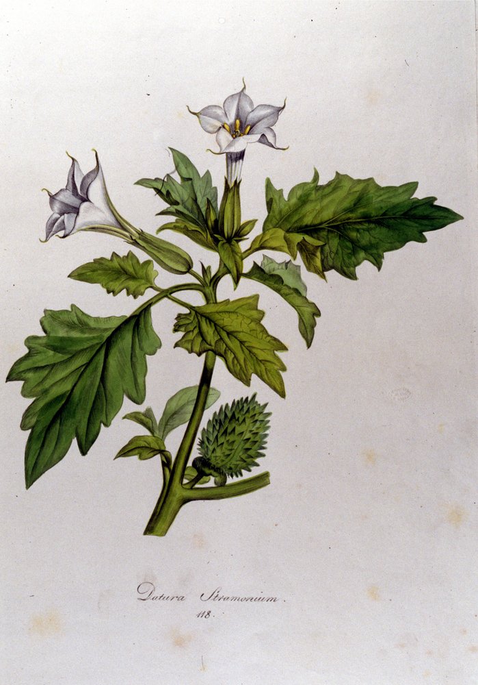 ボタニカルボード。Datura Stramonium (Datura stramoine or stramoine officinale ...