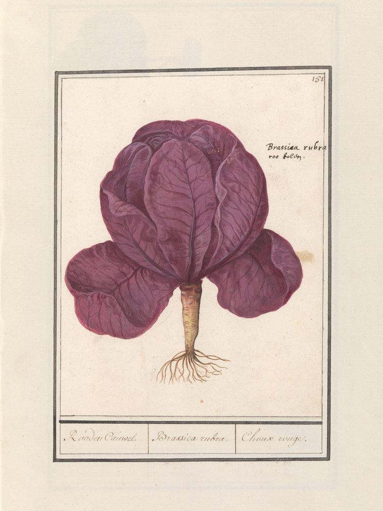 赤キャベツ (Brassica oleracea convar. capitata var. rubra) レッドカウウェル。 /ブラシカ・ルブラ。 / シュー・ルージュ (オブジェのタイトル) 作： AnselmusBoëtiusdeBoodt