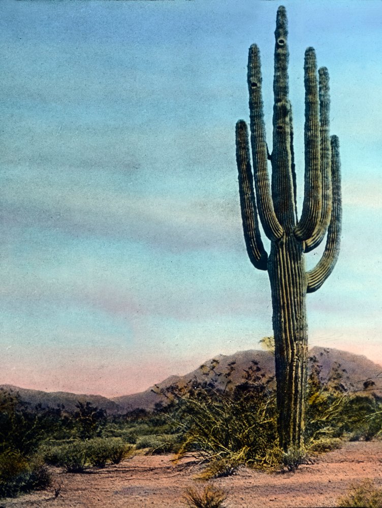 Arizona アリゾナ州サボテン アンティーク絵画油彩アメリカインテリアナバホ アメリカ合衆国、アリゾナ州、ソノラ砂漠の巨大サボテン、画像は1920