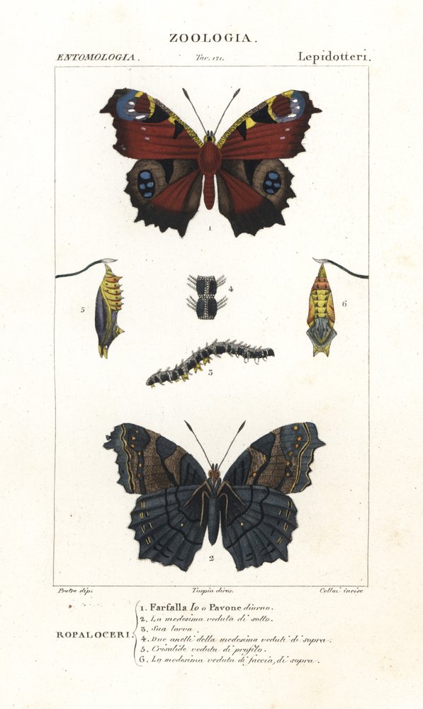 ヨーロッパクジャクチョウ、Aglais io 作： コルシコルシ