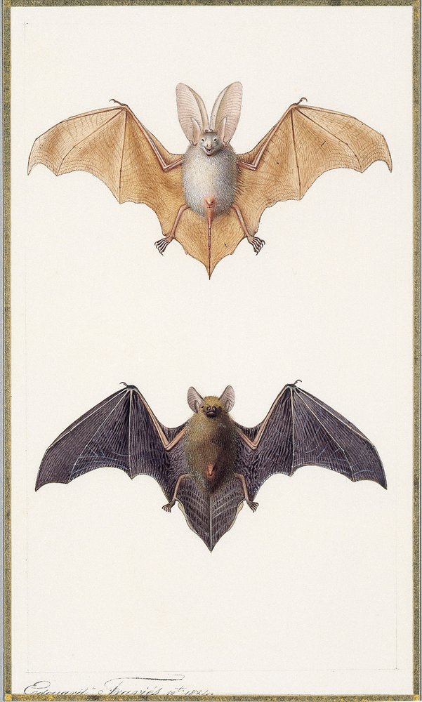 コウモリは考えているからくり箱