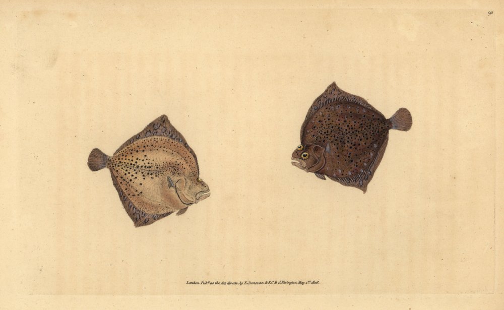 ターボット、Scophthalmus maximus（Cyclops flounder, Pleuronectes cyclops）。エドワード・ドノバンが、ロンドンのDonovan and F.C. and J. Rivington社の『Natural History of British Fishes』から、手書きで描いて彫った色付き銅版画。 作： エドワード・ドノヴァン