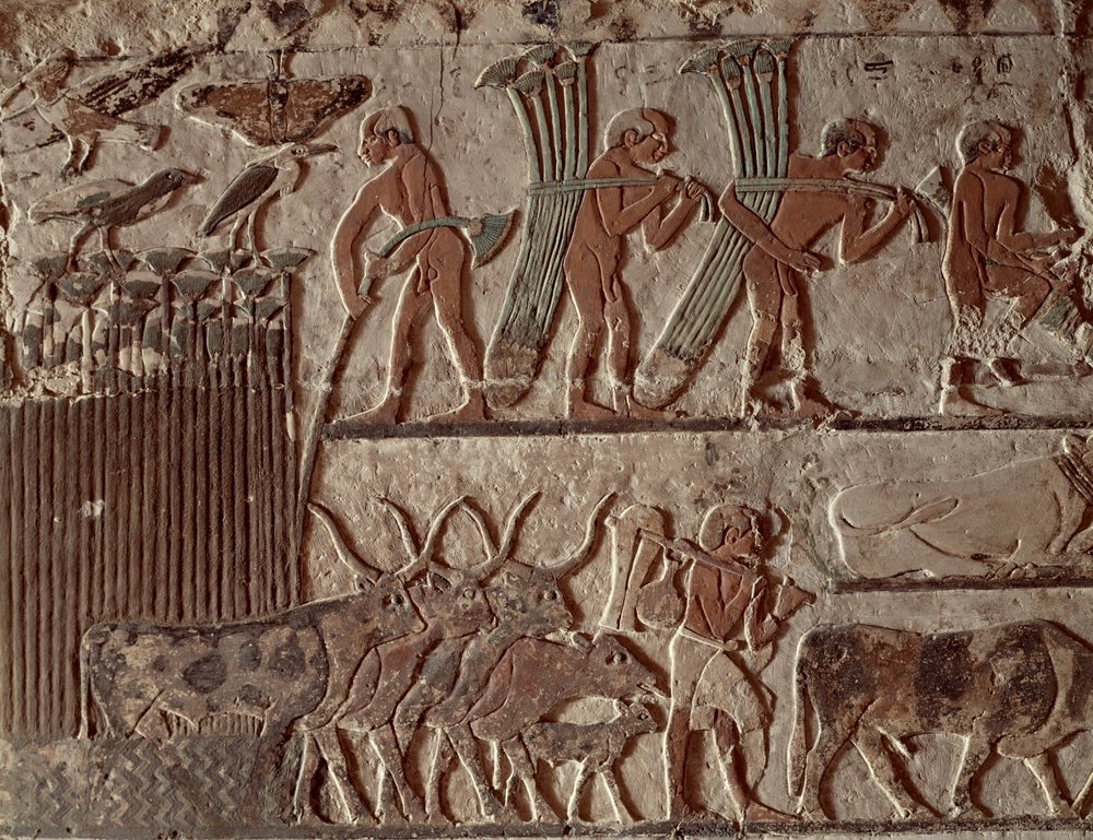 パピルスと一群の牛の収穫、旧王国（壁画）