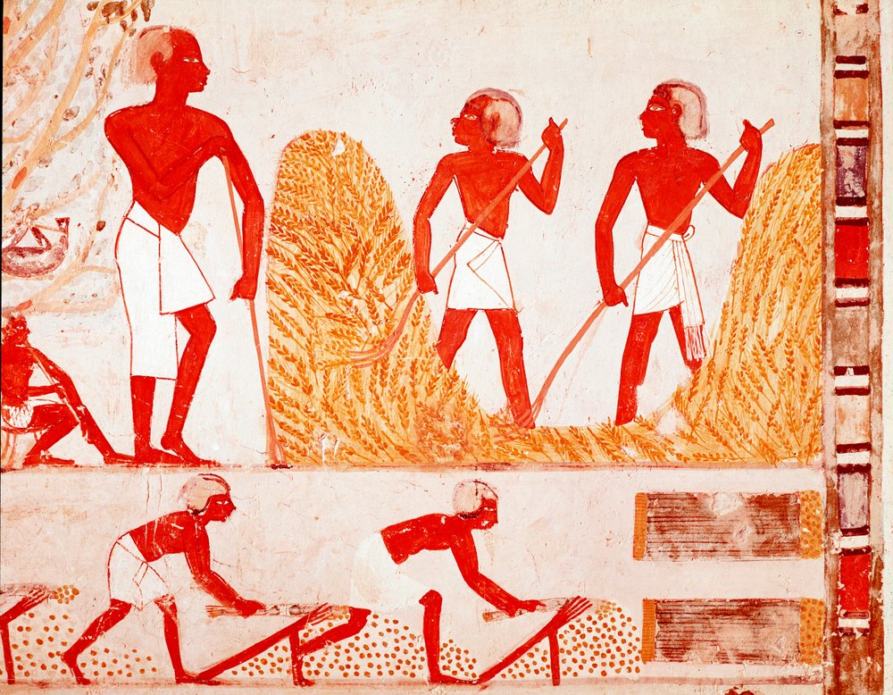 古代エジプトの収穫の様子（フレスコ画