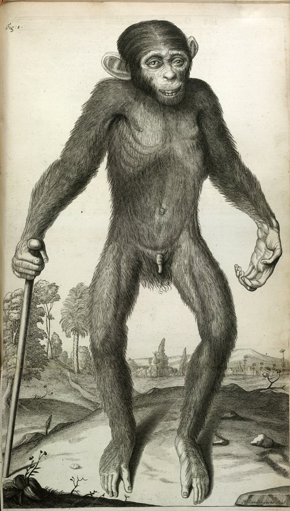 Orang-Outang, sive Homo Sylvestris: または、サル、類人猿、および