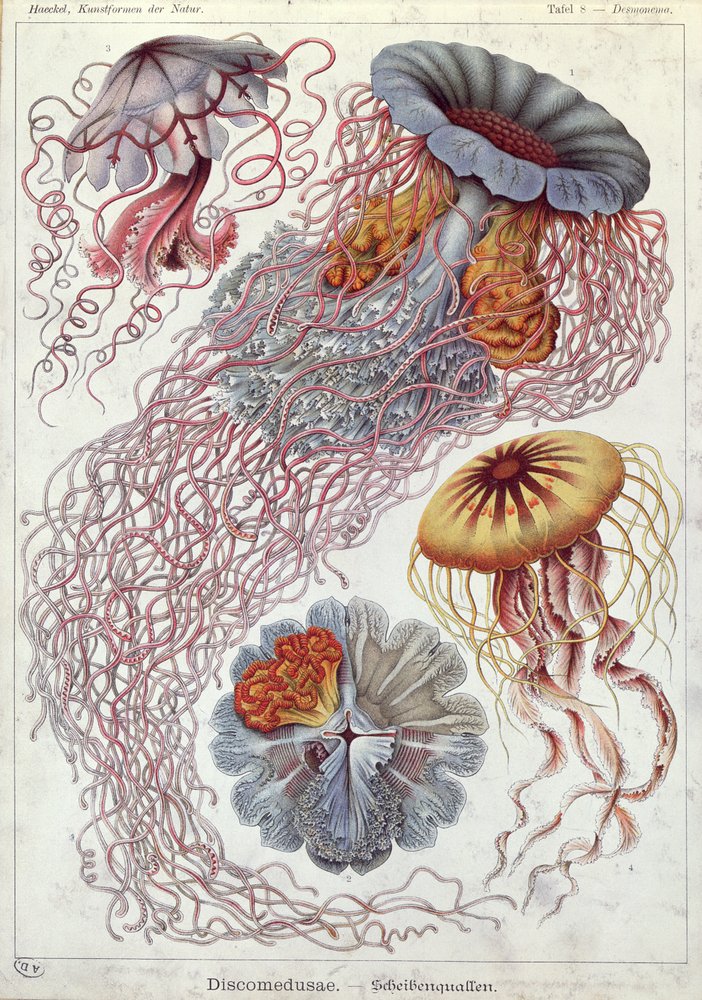 クラゲ、「Art Forms of Nature」より