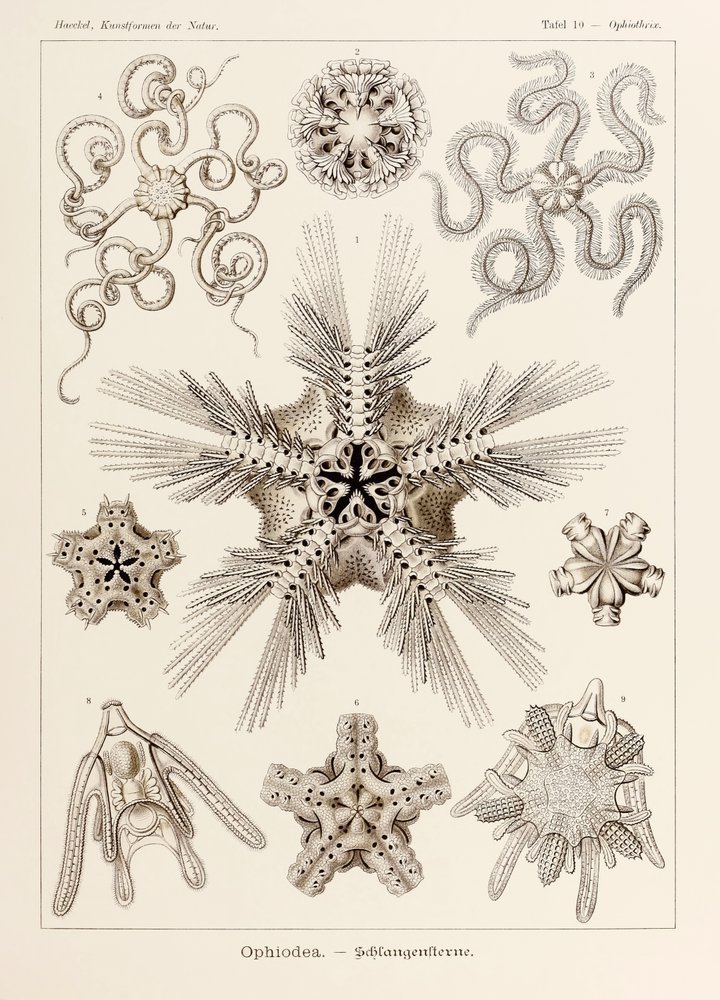 The Art and Science of Ernst Haeckel / Taschen エルンスト