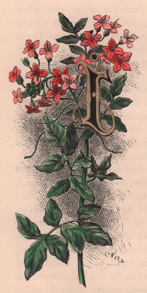 Letter I, drop cap letter, 水彩画エングレーヴィング、10x5cm、Frederick Edward Hulme (1841-1909) による、『The familiar Garden Flower』より、1880年頃。 作： フレデリック・エドワード・フルム
