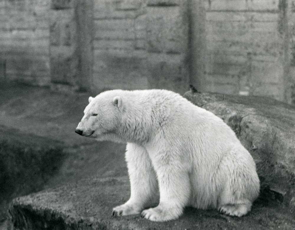 1927年9月にロンドン動物園の岩だらけの棚に座っているシロクマ