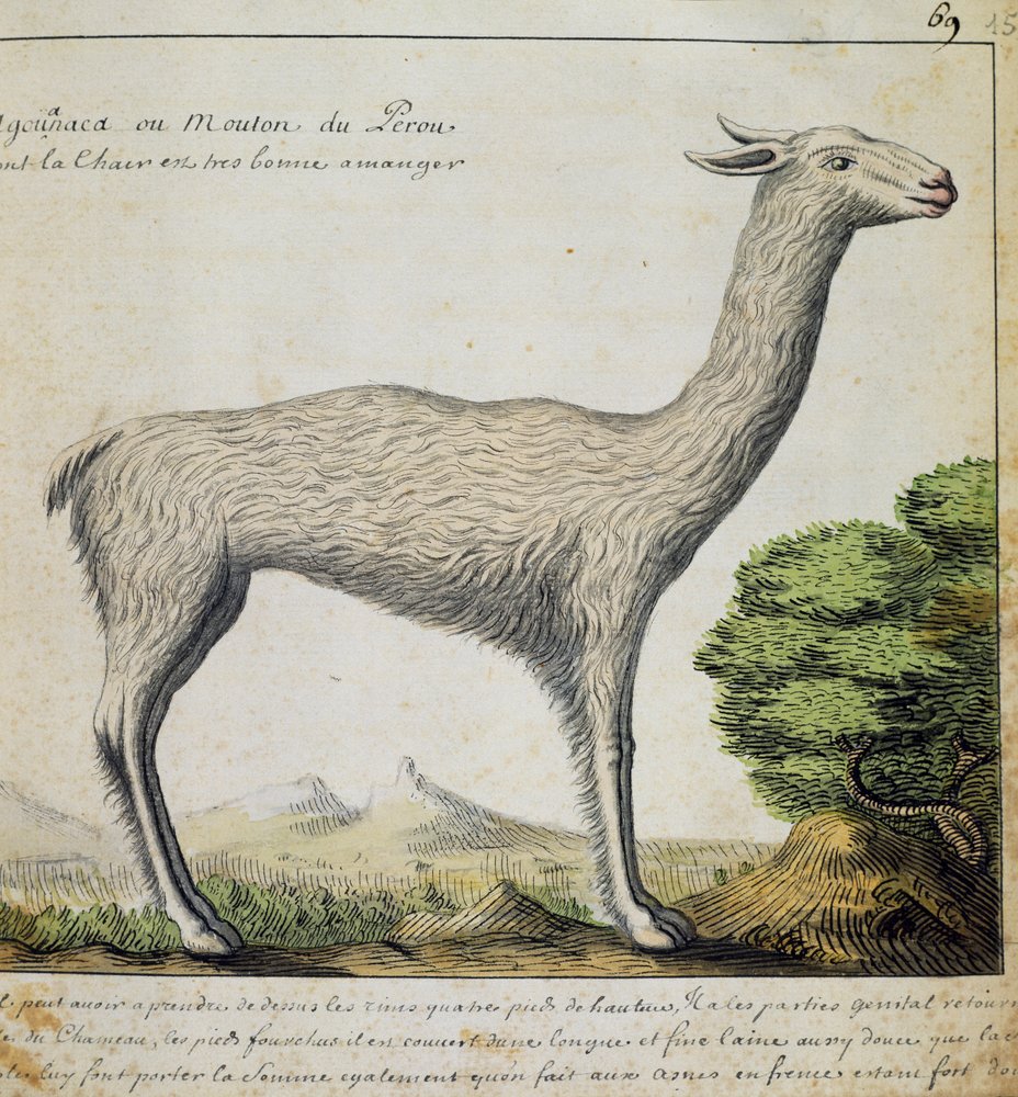 ペルーのラマ、1698年から1701年までフランスのCompagnie royale de la Mer du Sudの船長であったJacques Gouin de Beauchesne（1652-1730）の航海日誌の水彩画。 作： フランス語学校