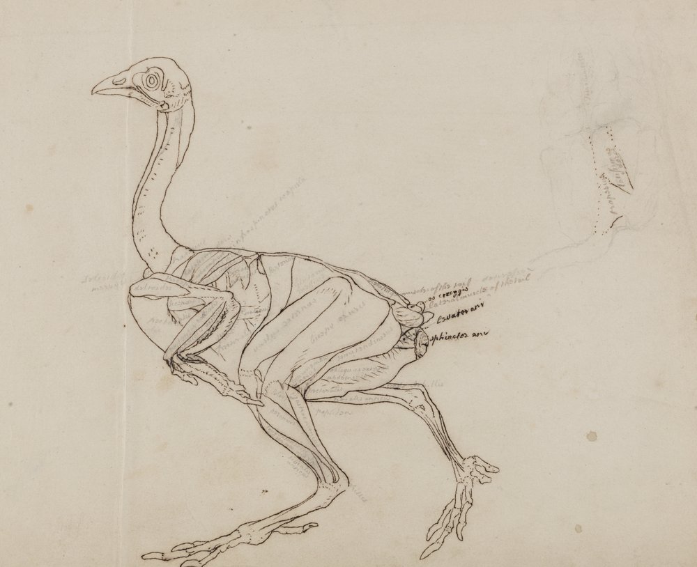 George_Stubbs_-