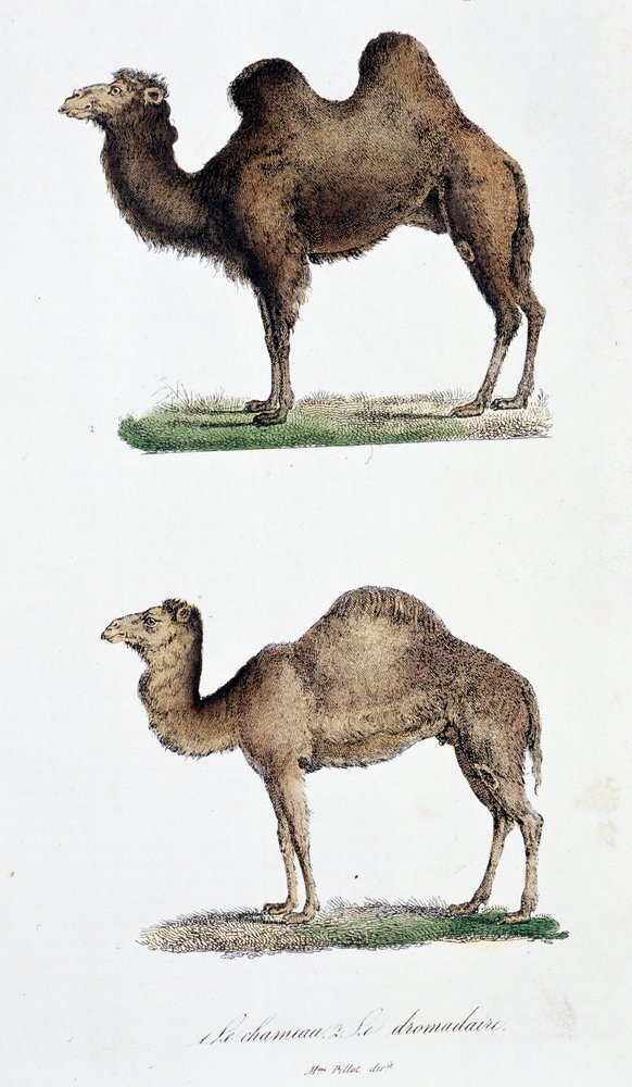 A magnificent large sancai-glazed pottery figure of a camel