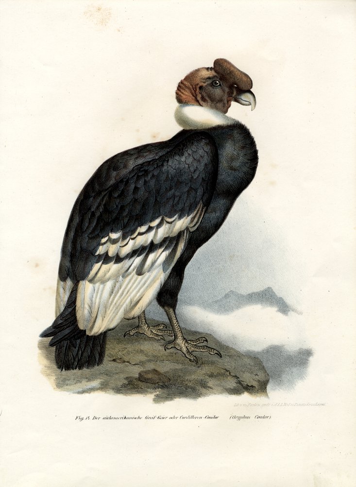 日本画　アンデスコンドル　鳥　赤　B1サイズ アンデスコンドル、1864 | ドイツ語学校