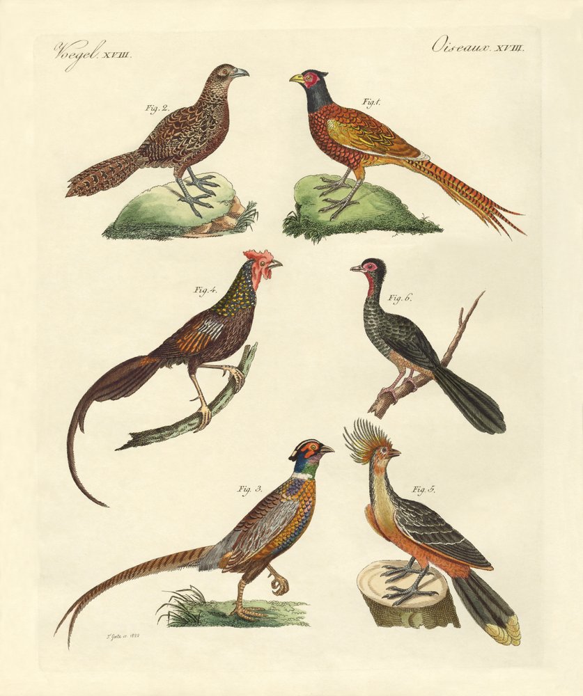 German_School_-_Hen-