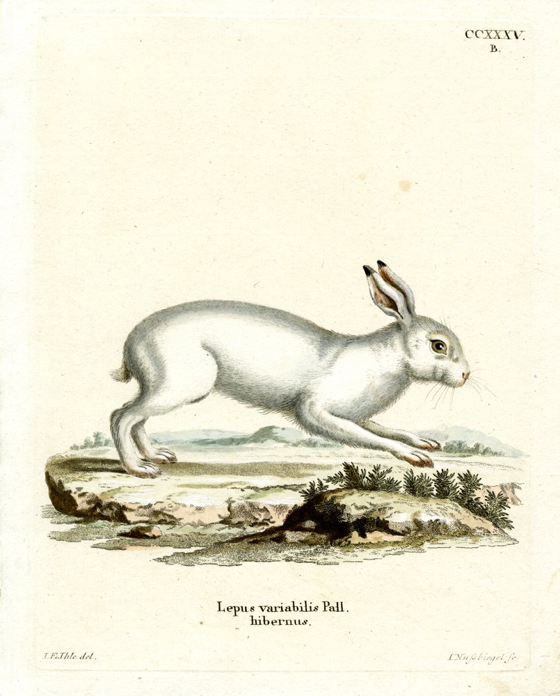 German_School_-_Mountain_Hare_