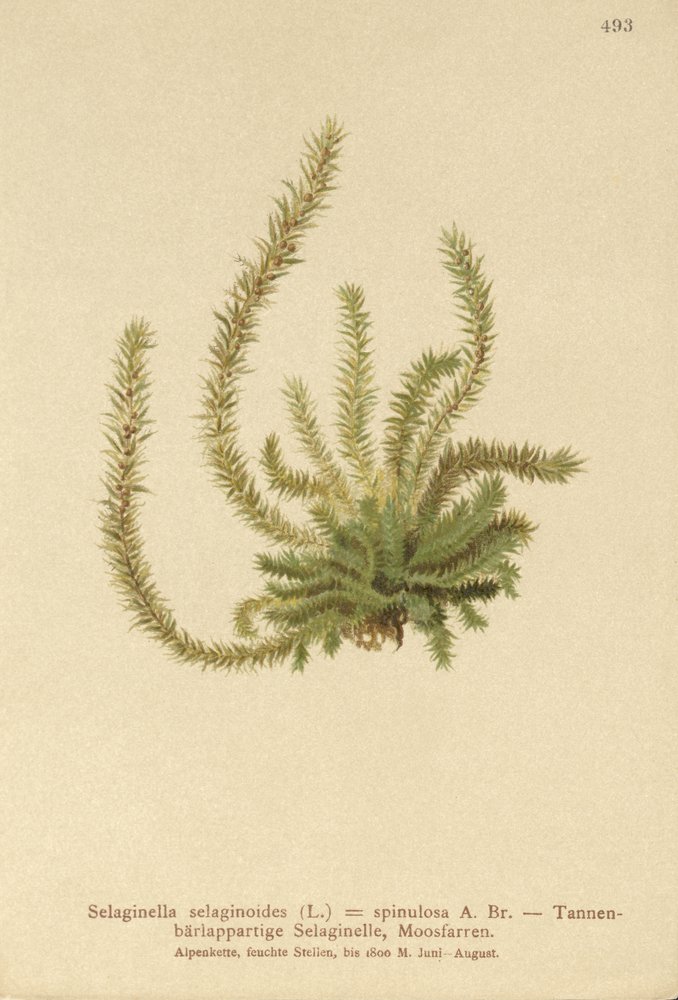 ノーザンスパイケモス（Selaginella selaginoides、Selaginella spinulosa、Lycopodium selaginoides、Bernhardia spinosa） 作： ドイツ語学校