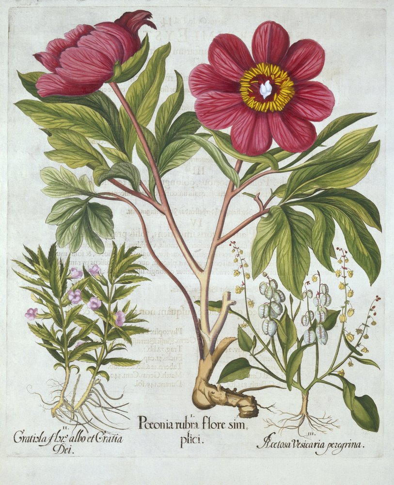 牡丹、生垣ヒソップ、羊のスイバ、Hortus Eystettensis、Basil Besler（1561-1629）、パブ。 1613（手塗りの彫刻） 作： ドイツ語学校