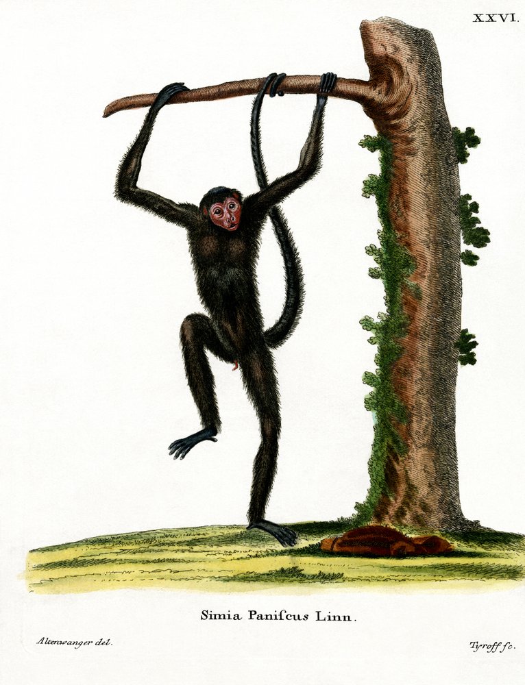 German_School_-_Red-