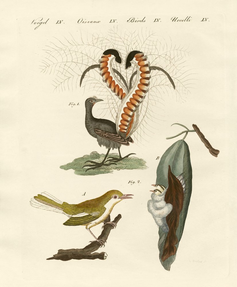 German_School_-_Strange_birds_