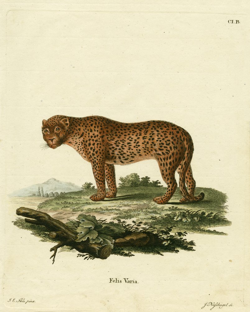 German_School_-_panther_(