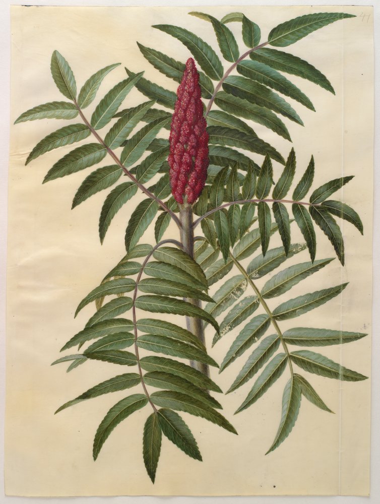 アルバムGottorfer Codex、c.1650（羊皮紙のガッシュ）のRhus typhina 作： ハンス・サイモン・ホルツベッチャー