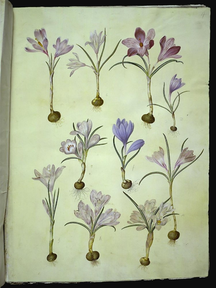 Crocus vernus (春のクロッカス)
