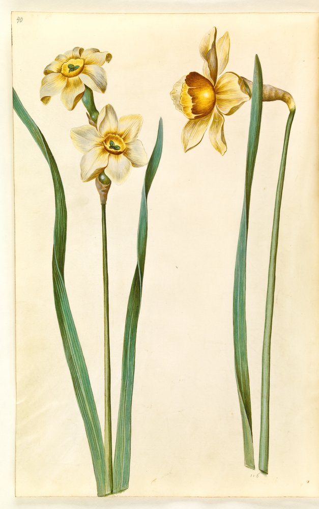 narcissus Ａ様 お取り置き Narcissus ×mediluteus (toblomstret narcissus); 水仙×比類なき