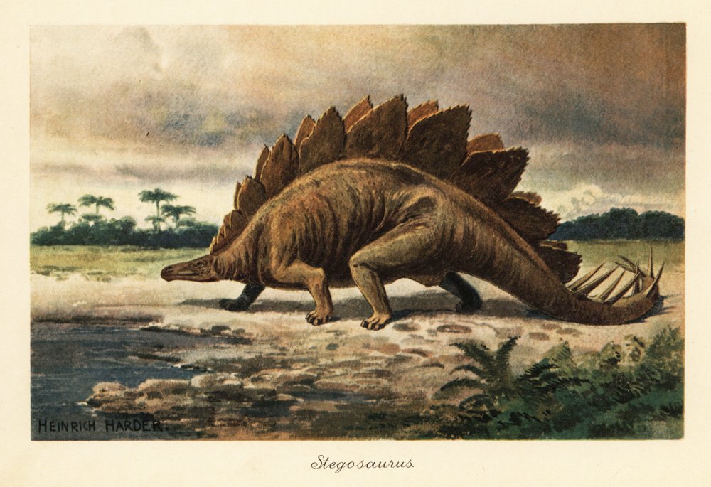 ステゴサウルス (STECOSAURUS) BRITISH MUSEUM 中国カスタマイズされたステゴサウルス骨格工場 - 高品質