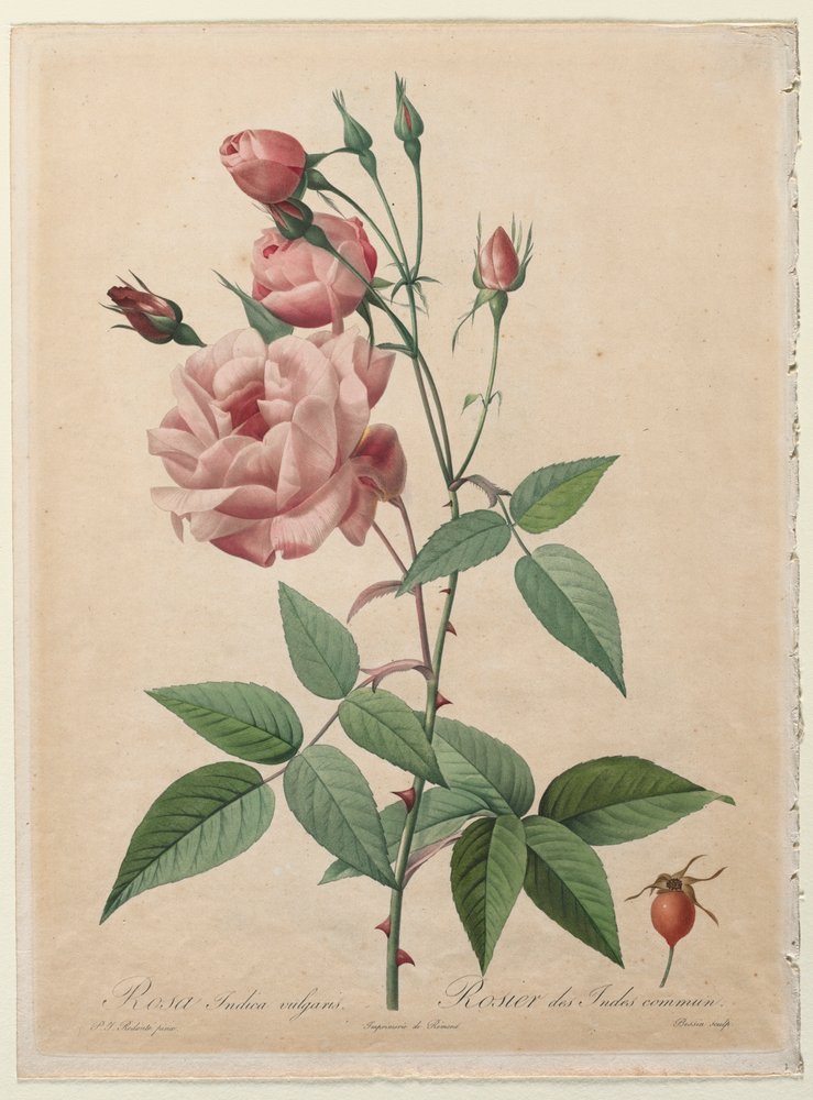 Henri_Joseph_Redoute_-