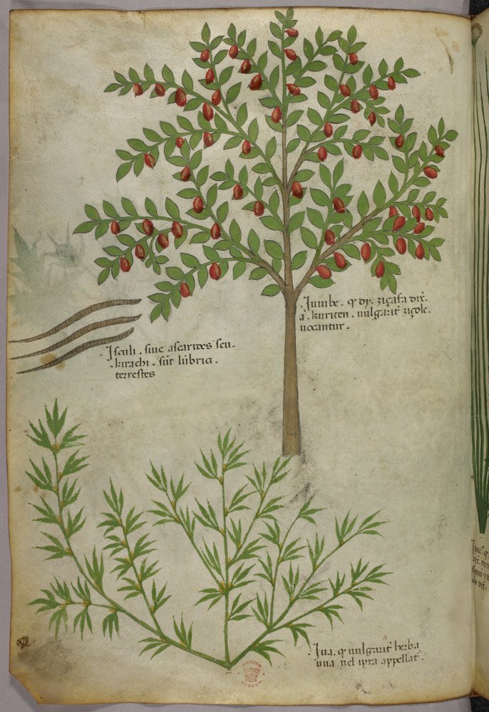 植物図版、1440年頃（ヴェラムにインクと彩色） 作： イタリア語学校