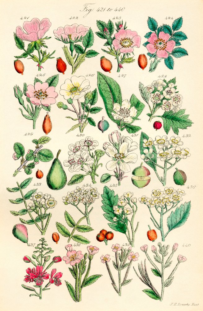 J. E. Sowerby と C. P. Johnson の作品にちなんだ、British Wild Flowers のカラー イラストのページ 作： JE と Johnson CP Sowerby
