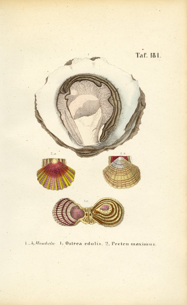 食用カキとホタテ 作： 