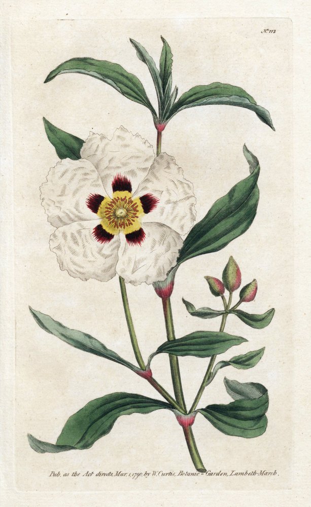 Ladanifere または Ledon Cistus - James Sowerby (1757-1822) によるリトグラフィー、William Curtis (1746-1799) の Botanical Magazine より 作： ジェームズ・サワビー