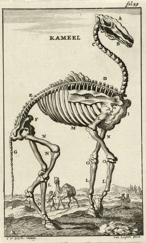 ラクダの骨格c。 1680年代