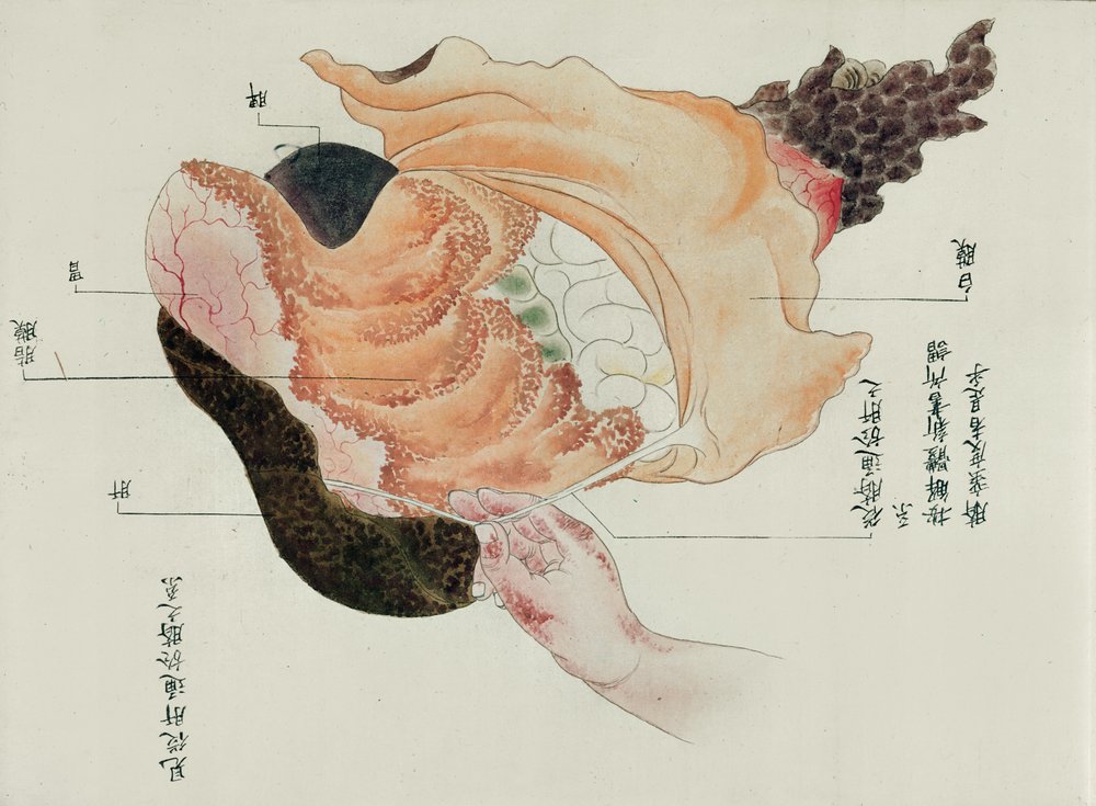 1796年の拷問犠牲者の解剖による胃と腸、みどりの医者の巻き物、1842年