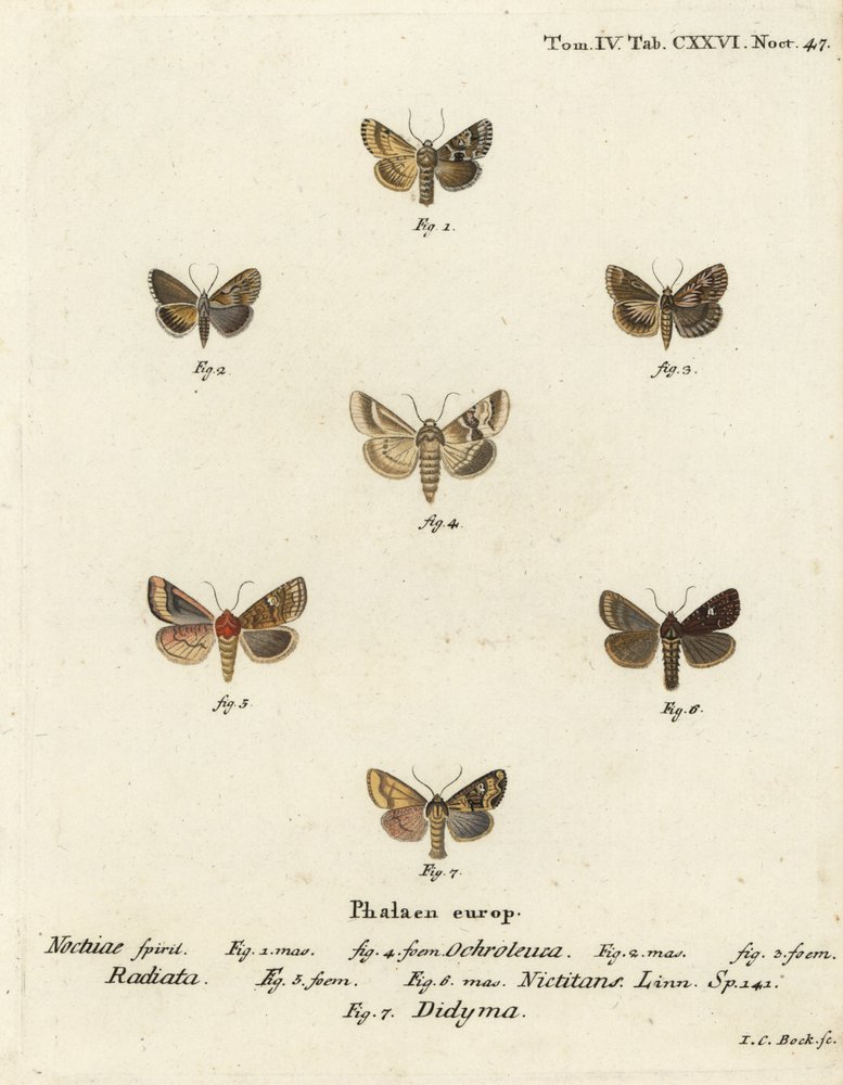 Dusky sallow, Eremobia ochroleuca 1,4, Cynaeda dentalis 2,3, Ear moth ...