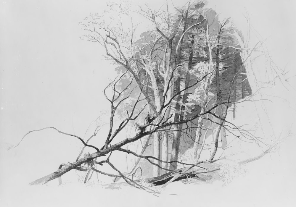 森の情景。 作： Johann Hermann Carmiencke