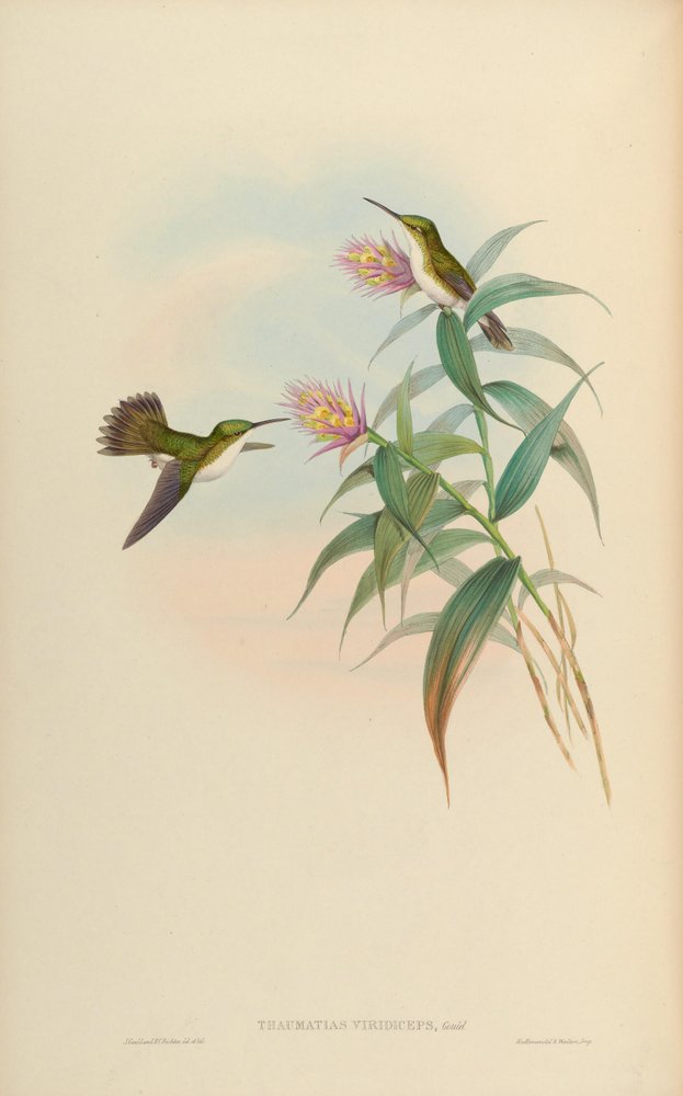 Amaxilia leucogaeter = Amaxilia France viridiceps 作： ジョン・グールド