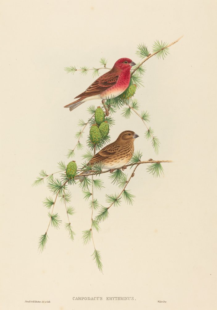 Carpodacus erythrinus Common Rose Finch。 作成者: ジョン・グールド、ヘンリー・コンスタンティン・リヒター。 作： ジョン・グールドとヘンリー・コンスタンティン・リヒター